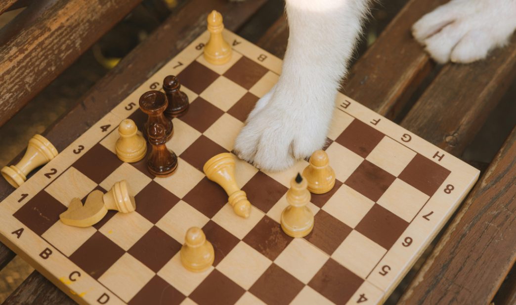 interesting facts about chess